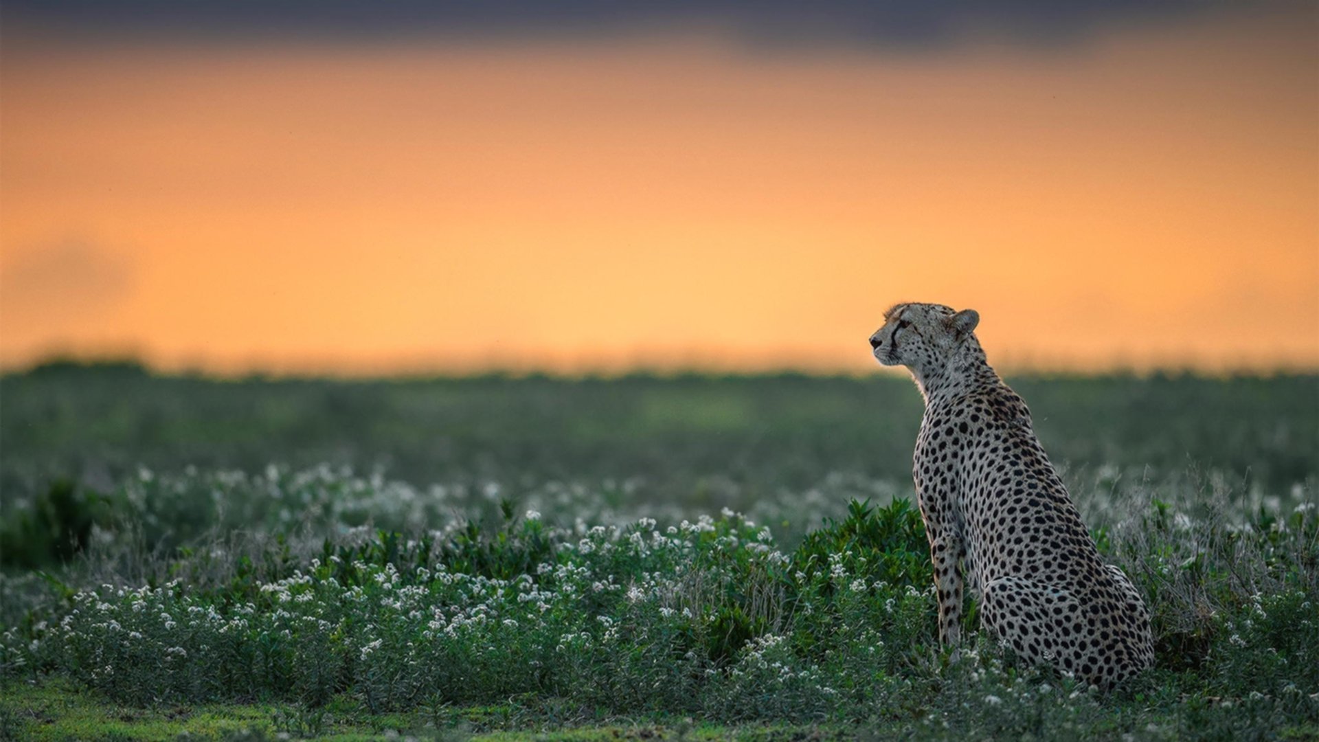 九游体育网页版-体育赛事票务管理系统，体育赛事购票